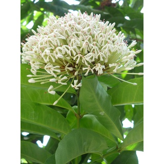 Cây trang trắng, hoa rất thơm