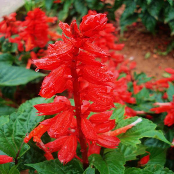 [Gói 300 hạt] Hạt Giống Hoa Xác Pháo F1 Loại Siêu Dễ Trồng, Hoa Nở Đẹp Tặng kèm Hướng Dẫn Trồng