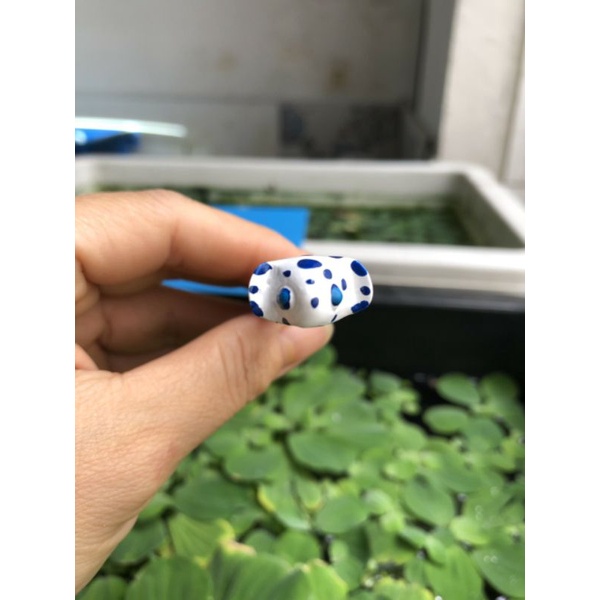 CÂY KÈ CÁ BETTA