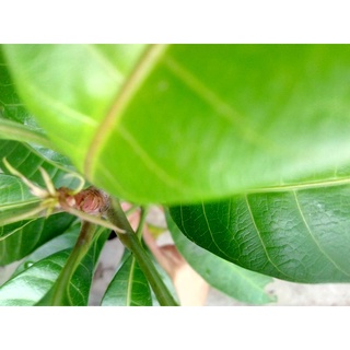 Cây giống xoài nhiều loại, từ 40-1m09 cm