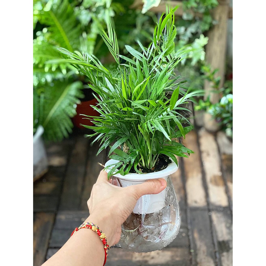 Cây Chamaedorea elegans Parlor Palm (Cau Tiểu Trâm) kèm chậu thuỷ sinh 2 lớp