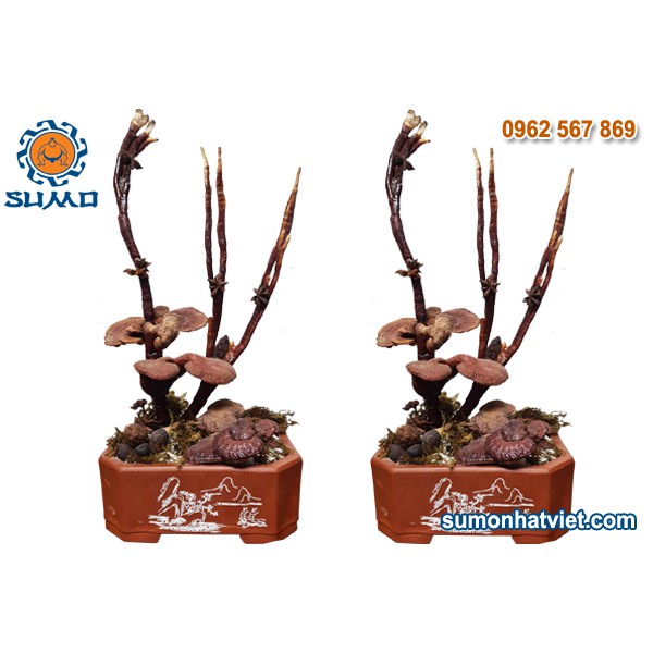 Bonsai thảo mộc phong thủy - Bonsai linh chi thảo mộc