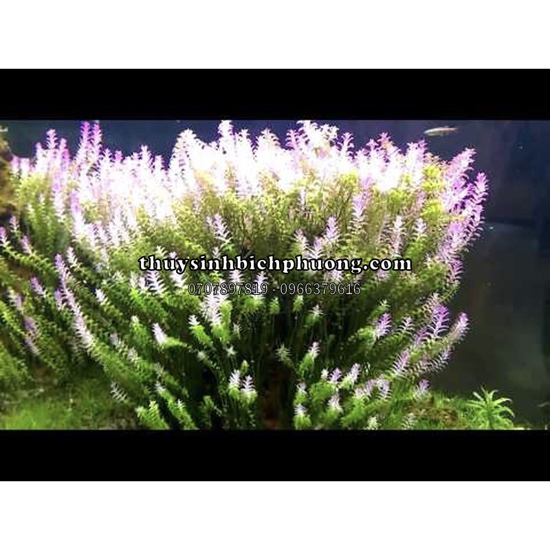 ROTALA PEARL - VẨY ỐC NGỌC TRAI - CÂY THỦY SINH MÀU TÍM