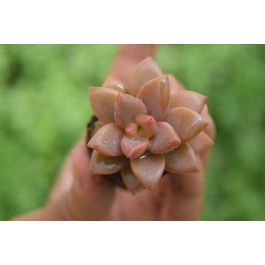 sen đá đá đỏ mini 2-4cm
