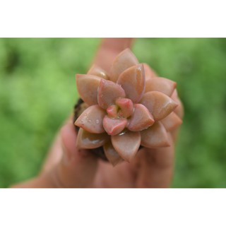Sen đá đá đỏ mini 2-4cm