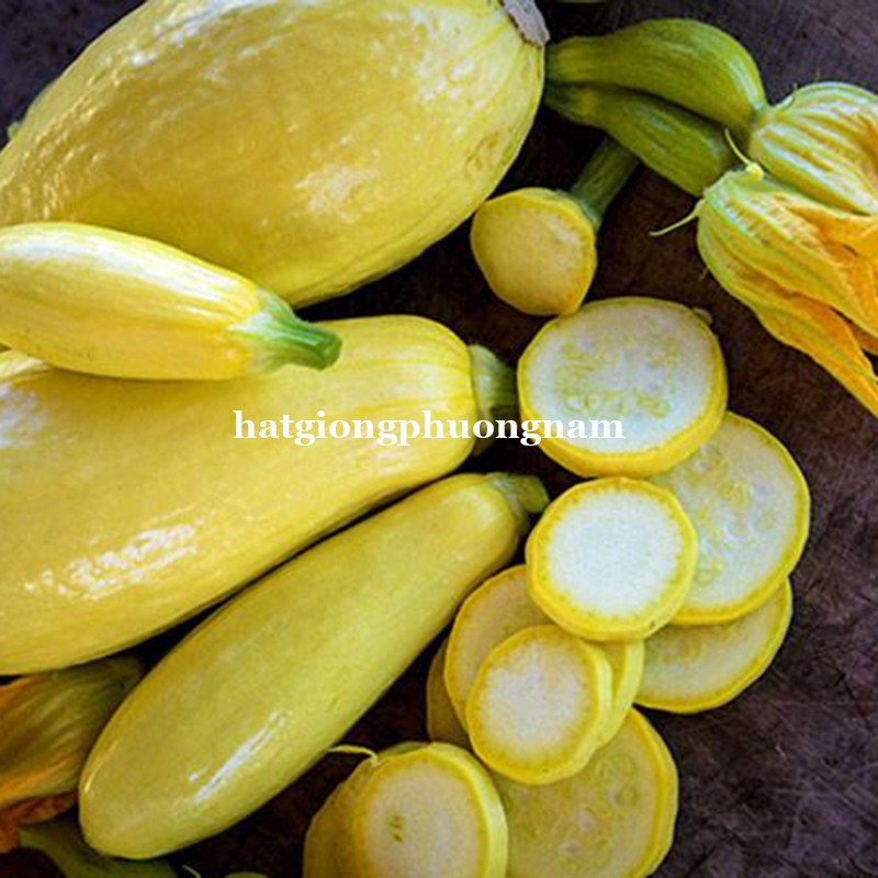 10H - HẠT GIỐNG BÍ NGÒI BẦU VÀNG