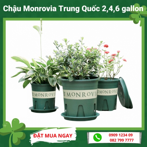 CHẬU MONROVIA TRUNG QUỐC (2,4,6 galon) CÓ KÈM DĨA (Green City)