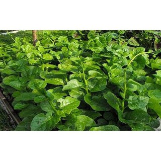 Hạt giống mồng tơi dây leo lá lớn