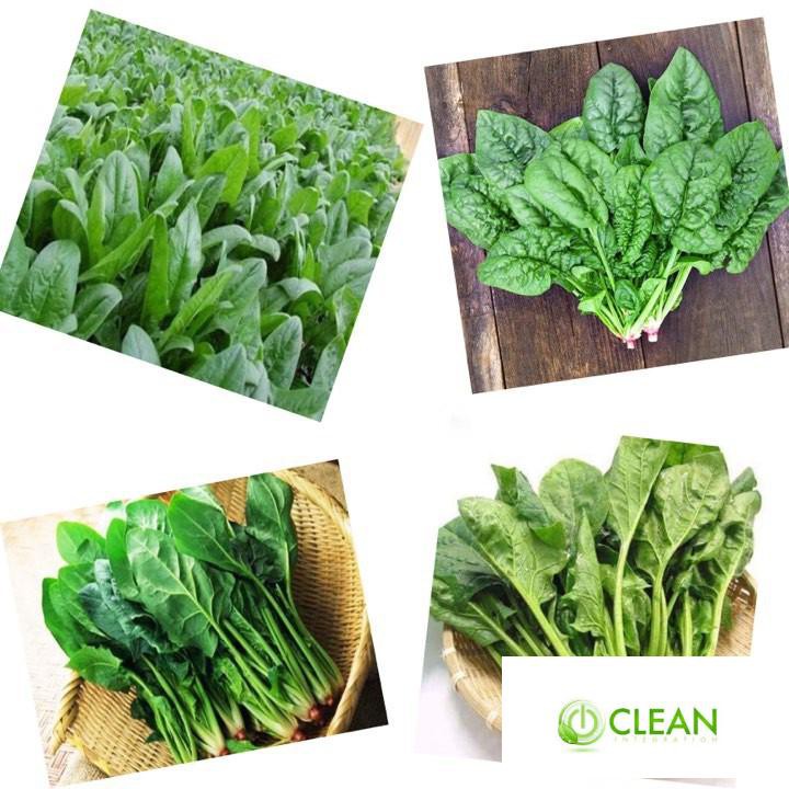 Gói 20 Gam Hạt Giống Cải Bó Xôi Chịu Nhiệt F1