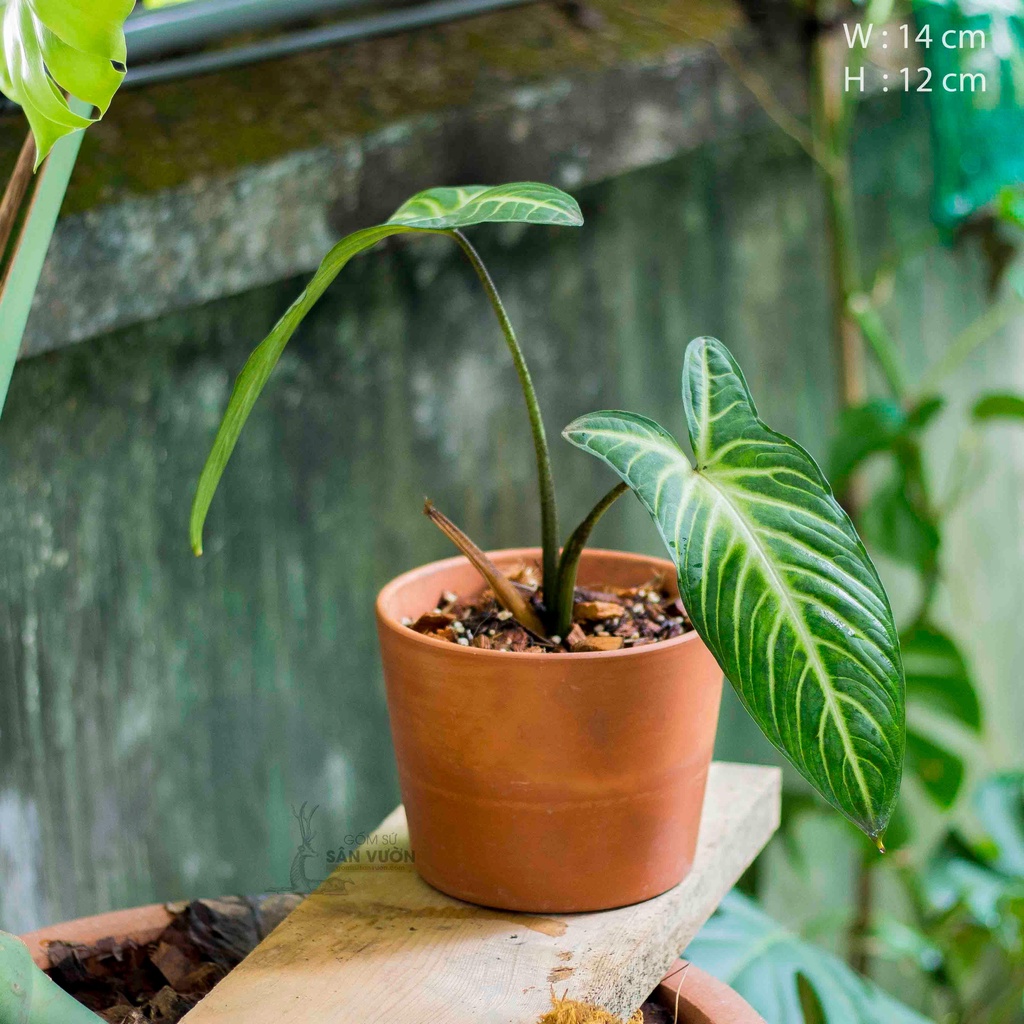 Chậu Ly Gờ Trong _ Chậu gốm đất nung trồng cây size 14cm _ Gốm Sứ Sân Vườn