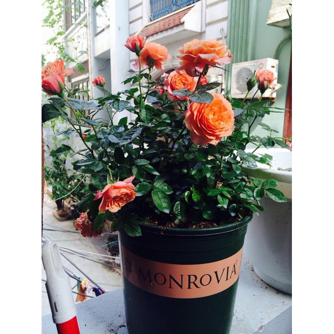 Chậu Monrovia Size 5 28x31cm - Chậu nhựa trồng cây chuyên dùng trồng Hoa Hồng và các loại hoa kiểng