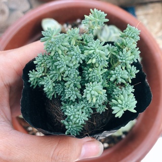 sen đá sedum xanh