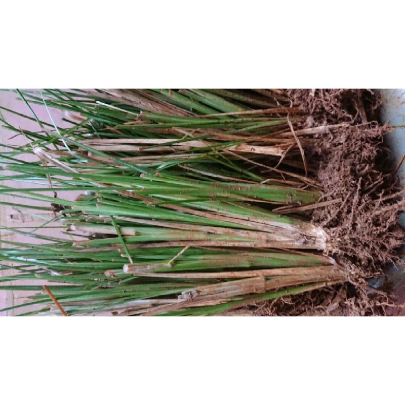 Cỏ vetiver giống 500 nhánh