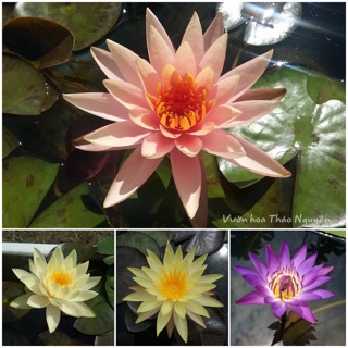 Combo 4 cây hoa súng đơn.