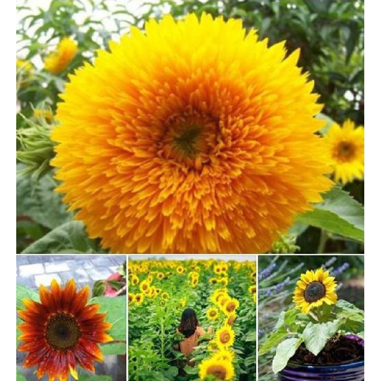 Hạt giống hoa hướng dương mix màu 30 hạt/gói