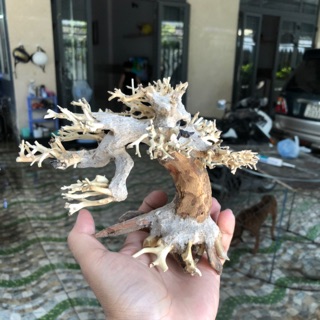 Lũa trang trí hồ cá , lũa bonsai , lũa mini , lũa giá rẻ