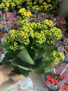 Cây sống đời