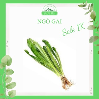 Hạt giống ngò gai rado 76 rạng đông i ba tri nhỏ