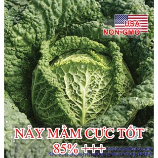 Hạt giống Cải bắp nhăn F1