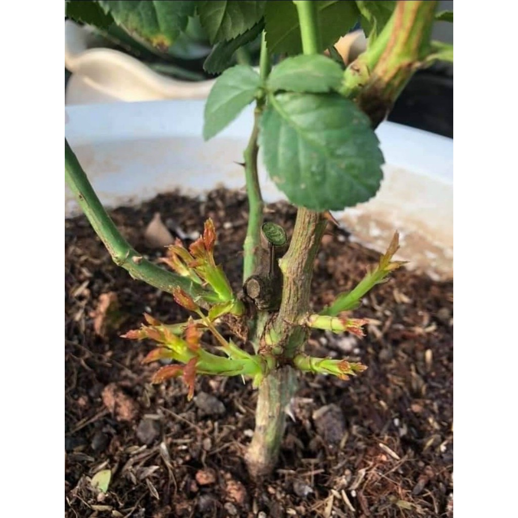 Phân bón hữu cơ tan chậm Germany Organic phân hữu cơ cho hoa hồng túi 1kg giúp rễ khỏe phát triển tốt MS136 GREEN GROW