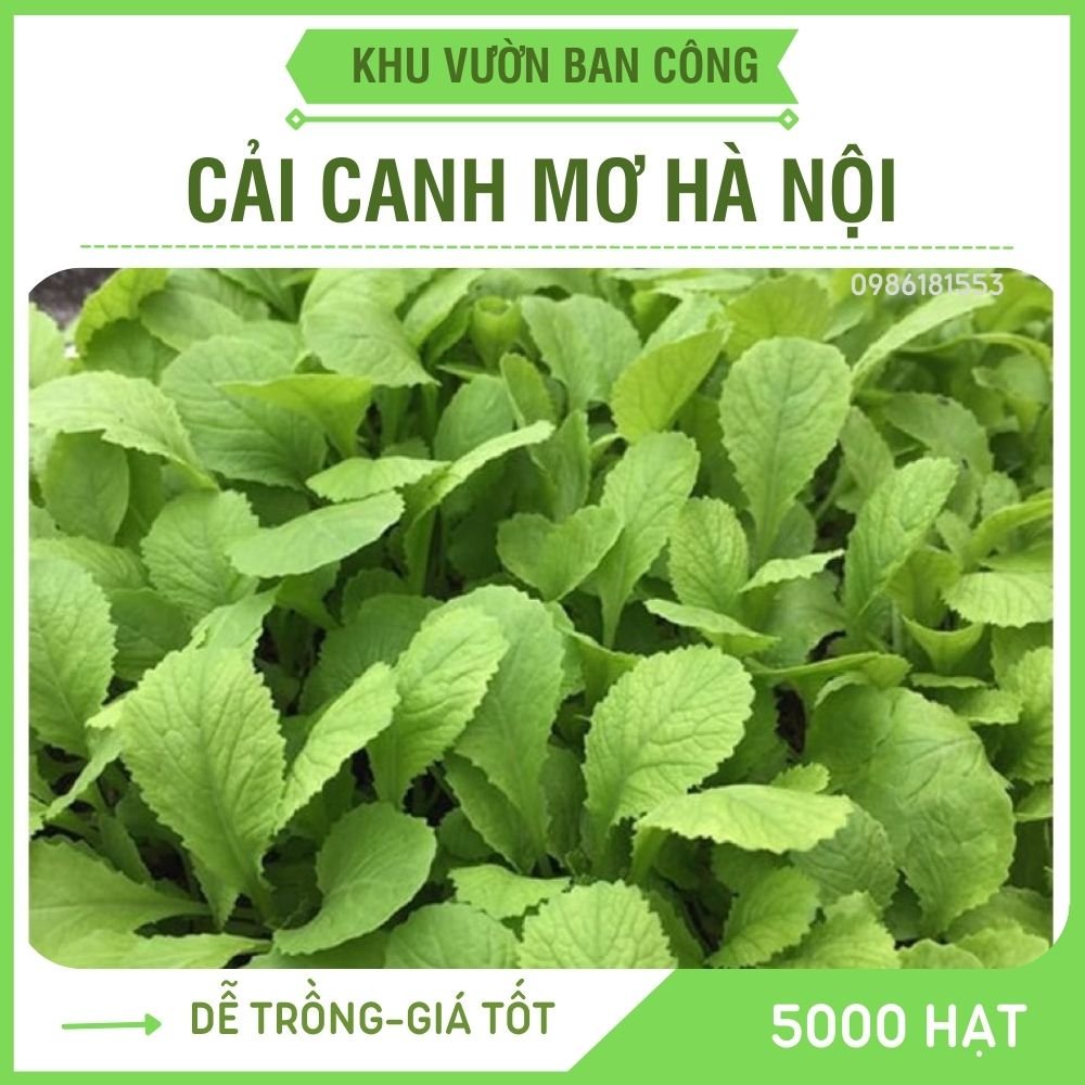Hạt giống Cải Canh Mơ Hà Nội, Rau Cải Canh Hoàng Mai - Khu Vườn Ban Công