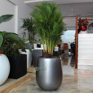 Cây 🌲 Cau Vàng Đài Loan lớn