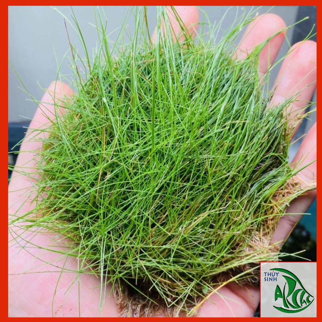 Ngưu mao chiên Lùn Xòe Cây thuỷ sinh tiền cảnh