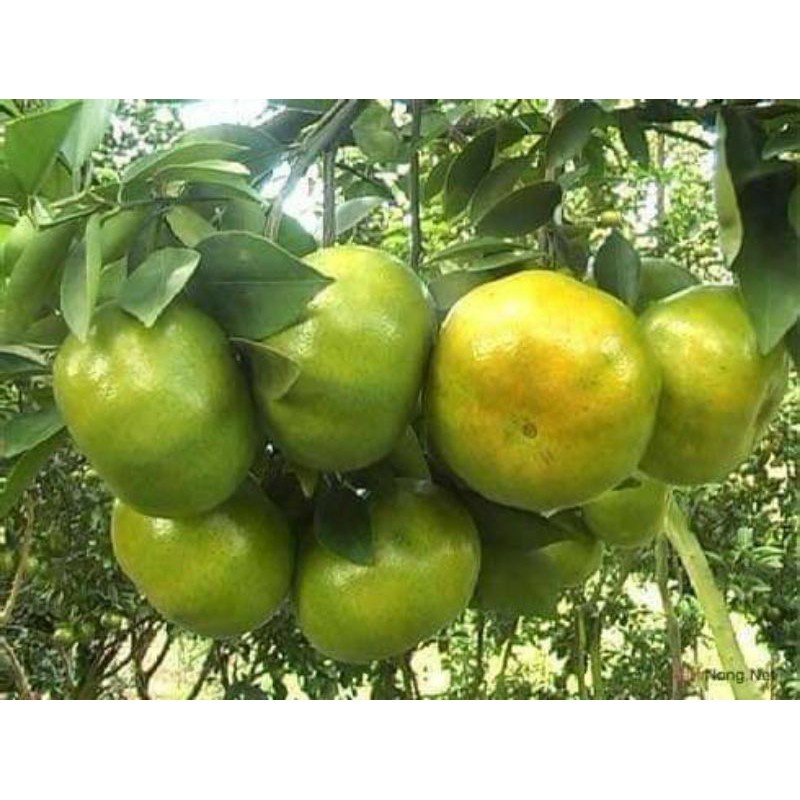 Giống Cây Quýt Đường Thái Lan