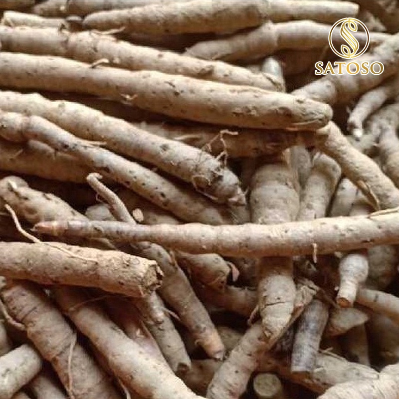 Sâm cau đen (Tiên mao) SATOSO 1kg thượng hạng tốt cho sinh lực nam giới SA55