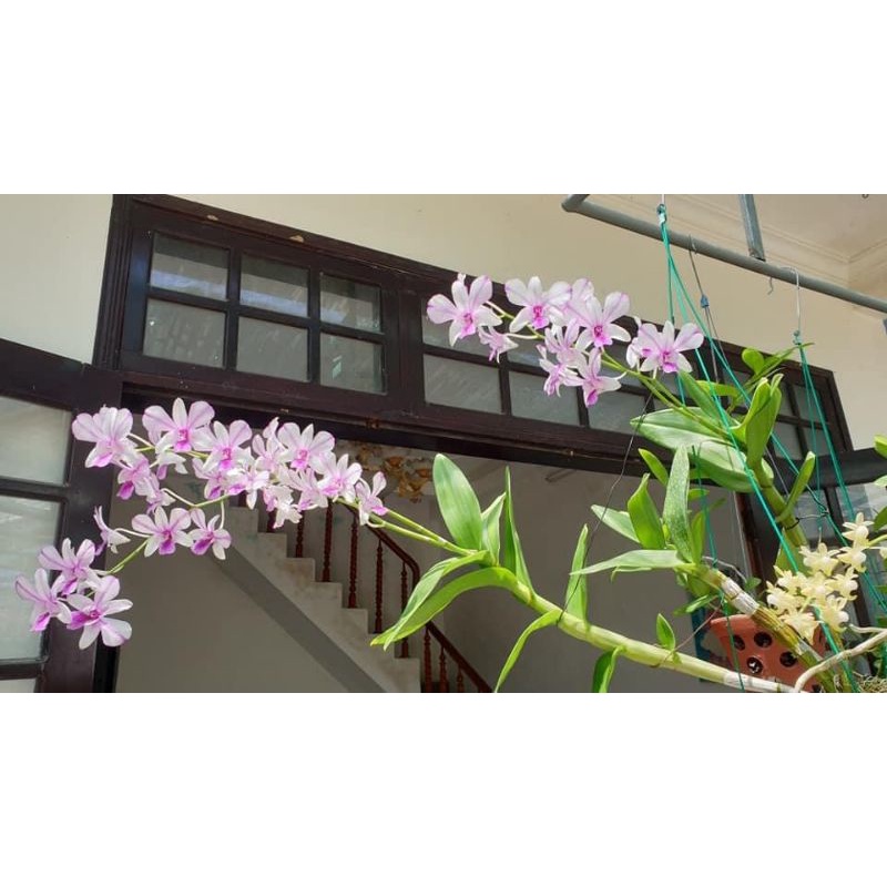 Lan denro dáng xưa cây tơ sắp hoa