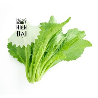 Hạt giống cải bẹ xanh mỡ 20gram