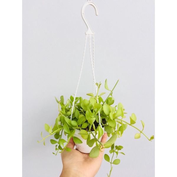 Chậu treo đô la hạt dưa y hình