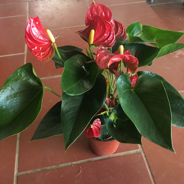 Hồng môn siêu to nhà xu ngố
