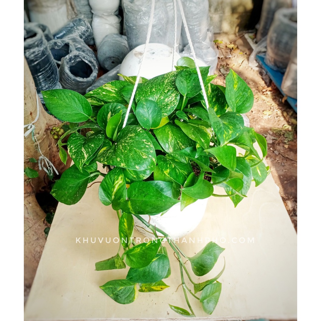 Cây trầu bà xanh ta chậu treo