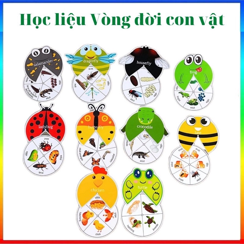 Học liệu montessori vòng đời các con vật