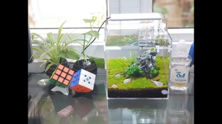 Hồ Acrylic cubic 15 (15x15x15 cm) Ebi-vn