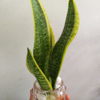 Lưỡi hổ Thái trồng thủy sinh