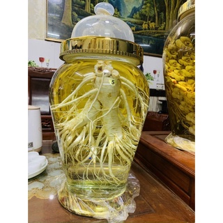 Bình ngâm rượu Hàn Quốc 22 lít sâm