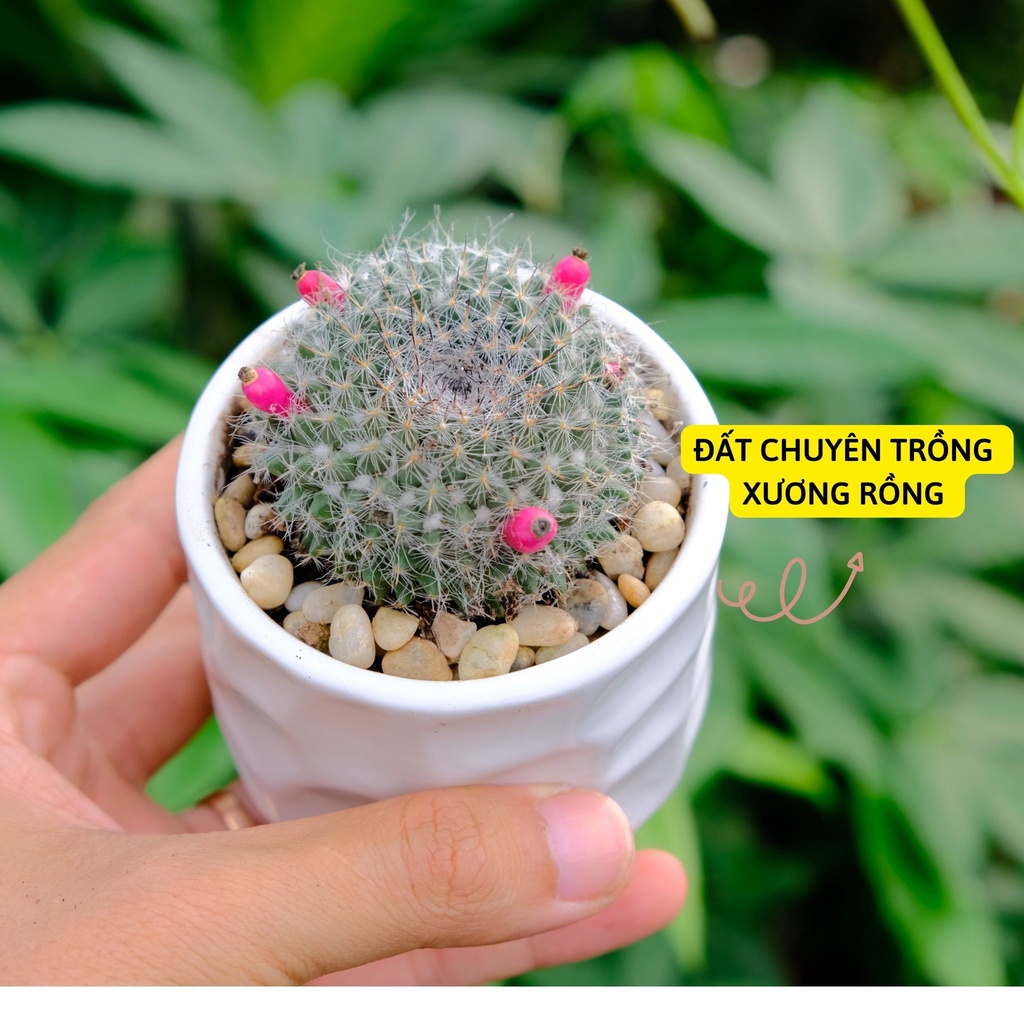 Xương rồng bánh sinh nhật để bàn Size nhỏ kèm chậu sứ trắng kíck thước 10 x 7 cm . tặng kèm túi sỏi nhỏ trang trí .
