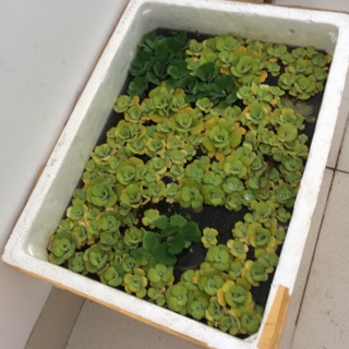 [ 1 bịch ] Bèo nuôi cá betta hay guppy thuỷ sinh đều tốt