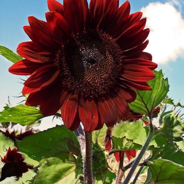 100 H- Hạt giống hướng dương nhung đỏ F1 (red velvet sunflower)