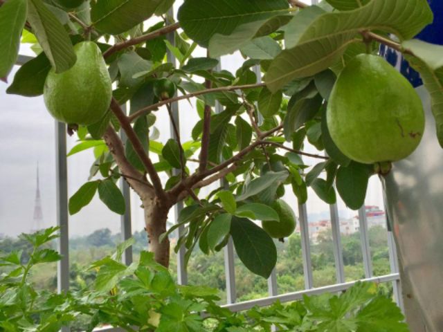Cây 🌲 Ổi Đài Loan  Lê... siêu trái.