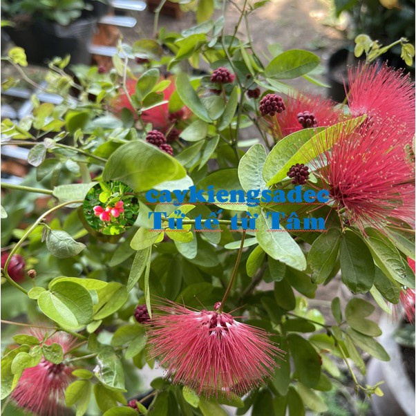 Caykiengsadec - Cây Điệp Lào - tặng phân bón-hoa kiểng lá-trang trí nội thất cảnh quan sân vườn ngoài trời