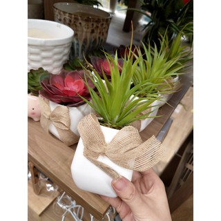 Chậu cây lá dài màu trắng có nơ 821cm