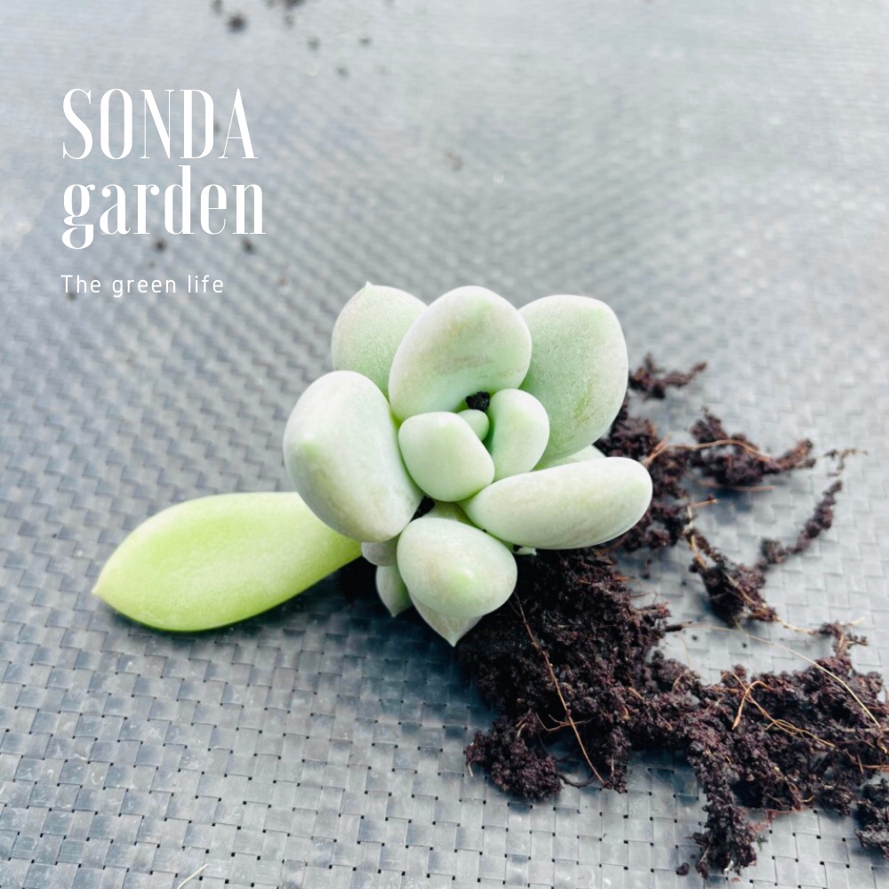 Mầm sen đá sỏi xám SONDA GARDEN, xuất xứ Đà Lạt, khoẻ đẹp, lỗi 1 đổi 1