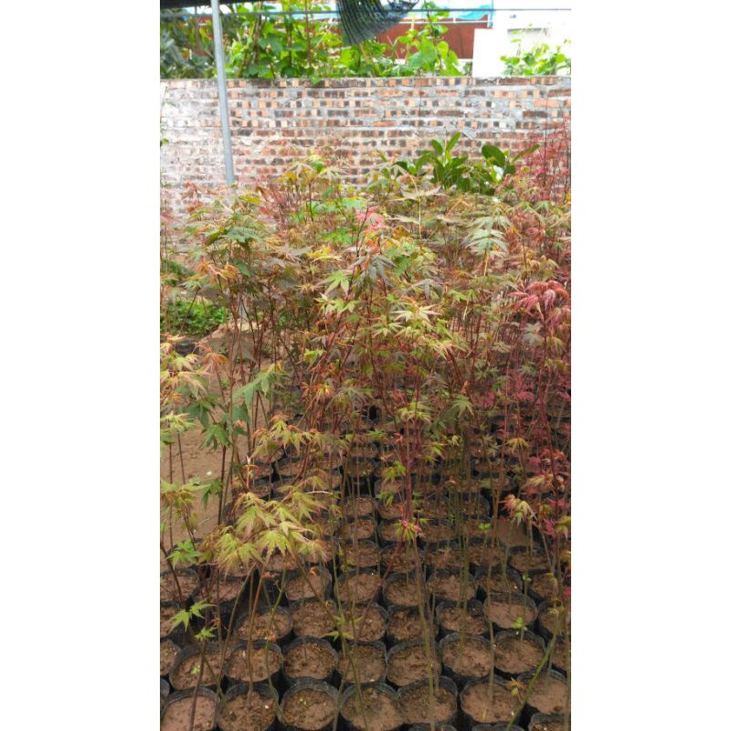 Cây Phong Nhật Bản Combo x2