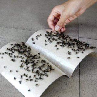 Keo dính chuột 5 miếng