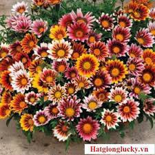HẠT GIỐNG CÚC HUÂN CHƯƠNG NHIỀU MÀU GÓI 50 HẠT