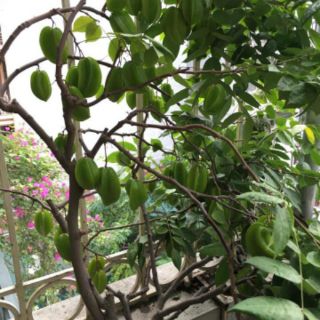 Cây 🌲 khế Thái.... đang trái