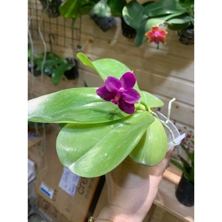 Hồ điệp vân thơm cây đang ngồng hoa